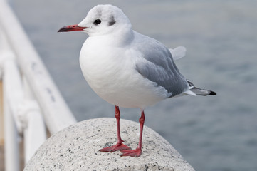 カモメ