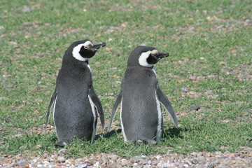 PINGUINOS ENAMORADOS