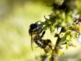 Bee on flower