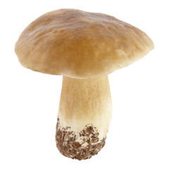 edible mushroom with clipping path