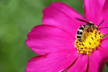 蜂とコスモス (昭和記念公園)