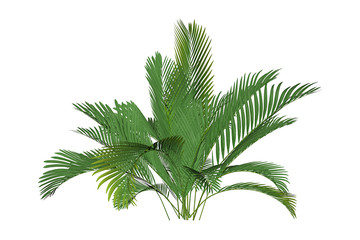 bergpalme