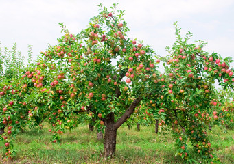 Fototapeta na wymiar Red apples on apple tree branch