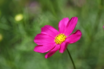 Obraz premium コスモス (昭和記念公園)