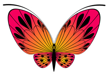 beautiful butterfly for a design