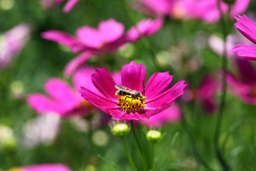 蜂とコスモス (昭和記念公園)