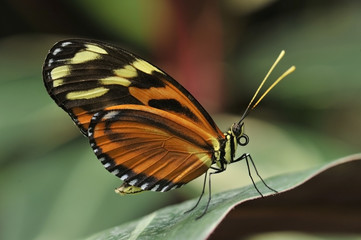 Obraz na płótnie Canvas papillon Hypolimnas missipus (Diadème ou Nymphale du pourpier), originaire du Kenya (résident Afrique, Amérique du sud, Antilles, Asie...)