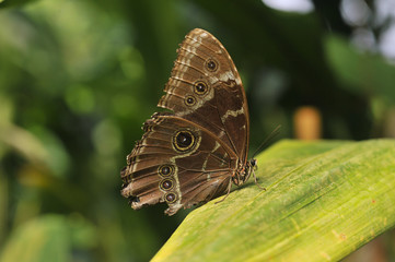 papillon le Caligo atreus (la chouette géante ), originaire  d'Amérique du Sud, du Mexique au Pérou