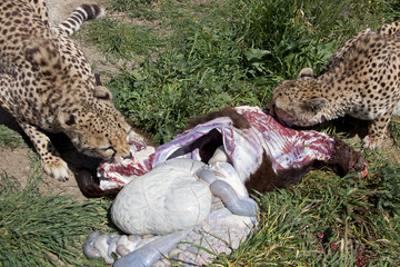 Fototapeta na wymiar jedzenie gepardy