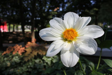 fleur flower 4