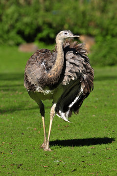 Nandu