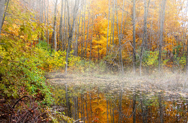 Early morning scene in the park with fog on the lake