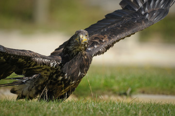 aigle