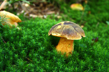 Dotted stem boletus