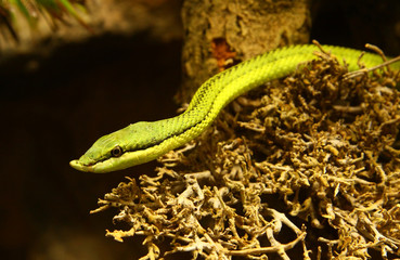 Obraz premium Detail of the green snake