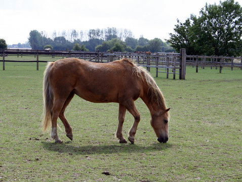 Horse