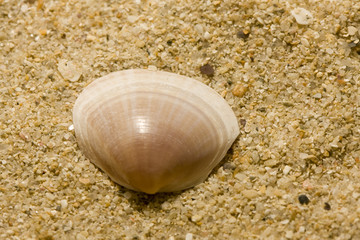 many shells on a beach