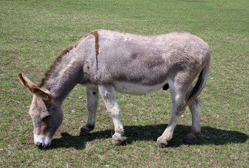 Donkey