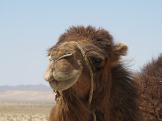 camel head