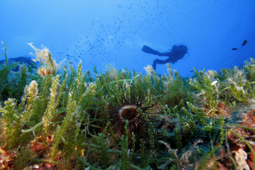 anemone cerianto subacqueo acquario
