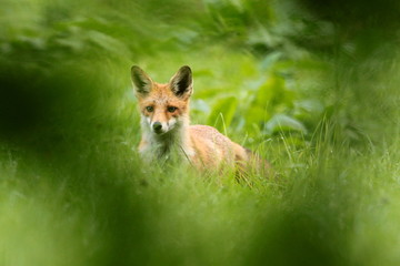 Fuchs hinter Bl&auml;ttern