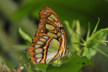 Fototapeta na wymiar Papillon Siproeta Steneles (papillon malachite ), originaire de Guyane, Amérique Centrale