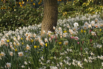 Osterglockenbeet - Lent lily, Daffodils in spring, Netherlands