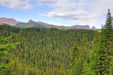 evergreen forest in italian Alps
