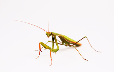 mantis