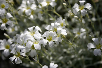 Pretty white summer flowers