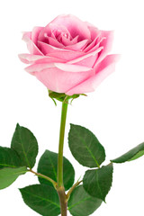 single pink rose