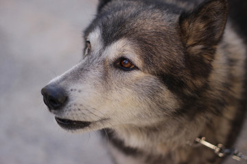 Obraz premium Siberian Husky on chain