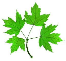 Autumn leaves of maple tree