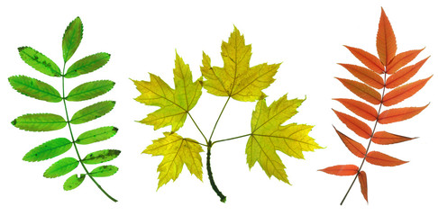 Autumn leaves of maple, sorb and ash tree