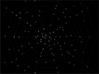 Vector illustration of a spiderweb with dew drops on it.