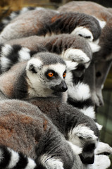 Lemur