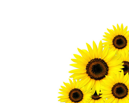 Sunflowers frame with place for you text