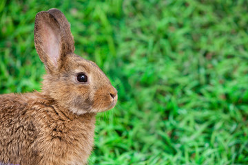 Cute little bunny