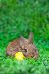 Cute little bunny