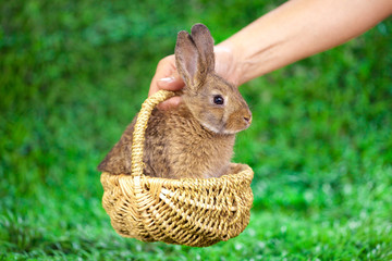 Cute little bunny - 26113069