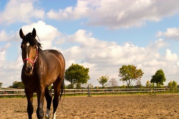horse