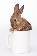 Cute little bunny