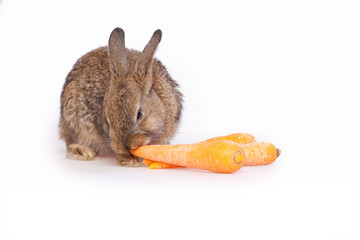 Obraz premium Cute little bunny