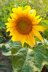 Closeup of a bright yellow sunflower