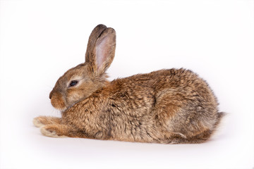 Obraz premium Cute little bunny