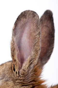 Cute little bunny