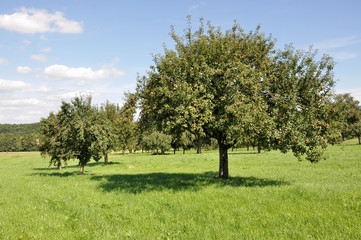 Fototapeta na wymiar baden württenberg, alberi da frutta nei campi #1