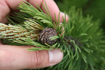 Fir cone