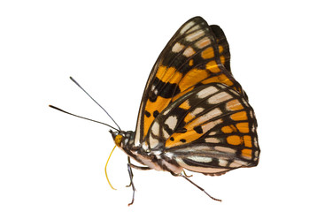 Fototapeta na wymiar Butterfly (Sephisa dichroa) 8