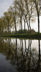 Fototapeta na wymiar Drzewo kanał Bruges refleksje portret 2